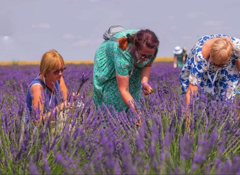 Monika Wojdyło w zielonej sukience (w środku) oraz dwie inne kobiety pochylają się nad krzewami lawendy, zbierając świeże kwiaty na słonecznym polu